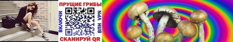 Псилоцибиновые грибы GOLDEN TEACHER Далматово